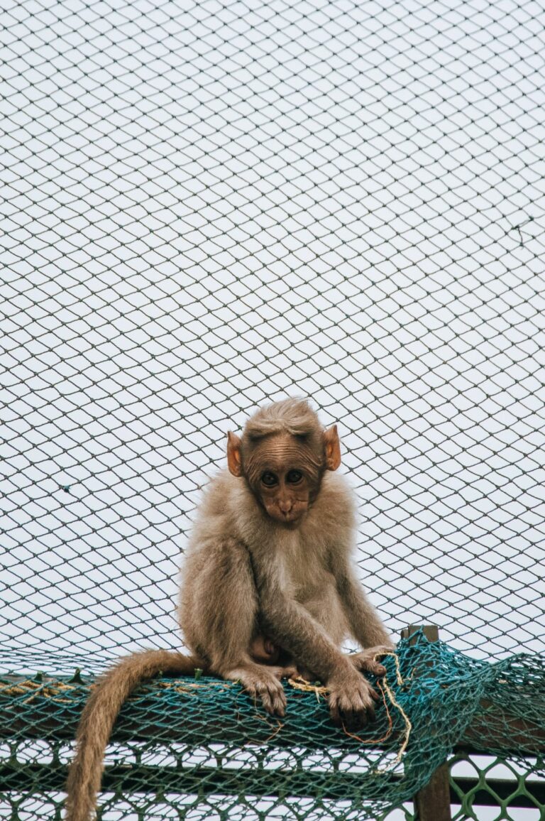 Monkey Proofing Net